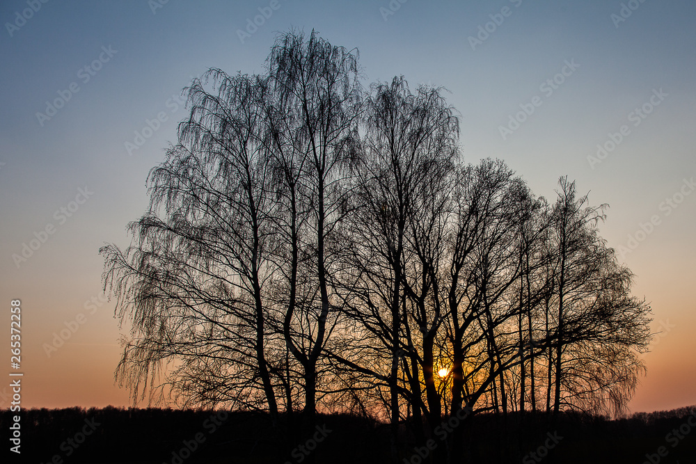 The contours of the two branchy trees against the backdrop of a spring sunset The contours of the two branchy trees against the backdrop of a spring sunset