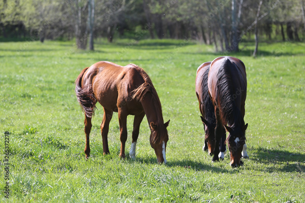 Fototapeta premium Purebred young sport horses graze in the pasture. Paddock horses living on rural ranch