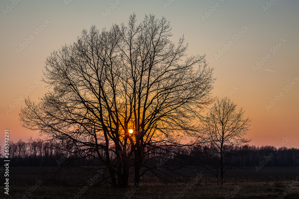 The contour of the branching tree on the background of spring sunset The contour of the branching tree on the background of spring sunset