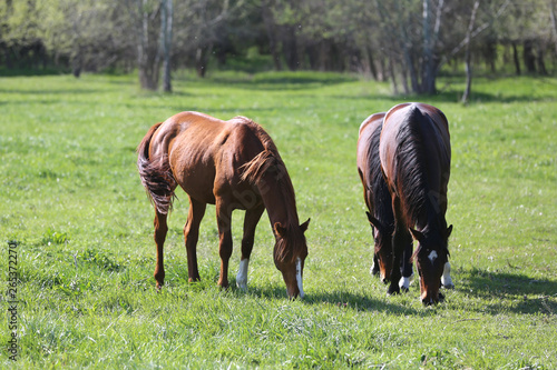 Purebred young sport horses graze in the pasture. Paddock horses living on rural ranch © acceptfoto