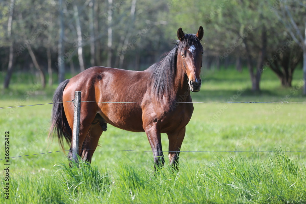 Thoroughbred horses walking and grazing in green meadow in beautiful morning springtime Thoroughbred horses walking and grazing in green meadow in beautiful morning springtime