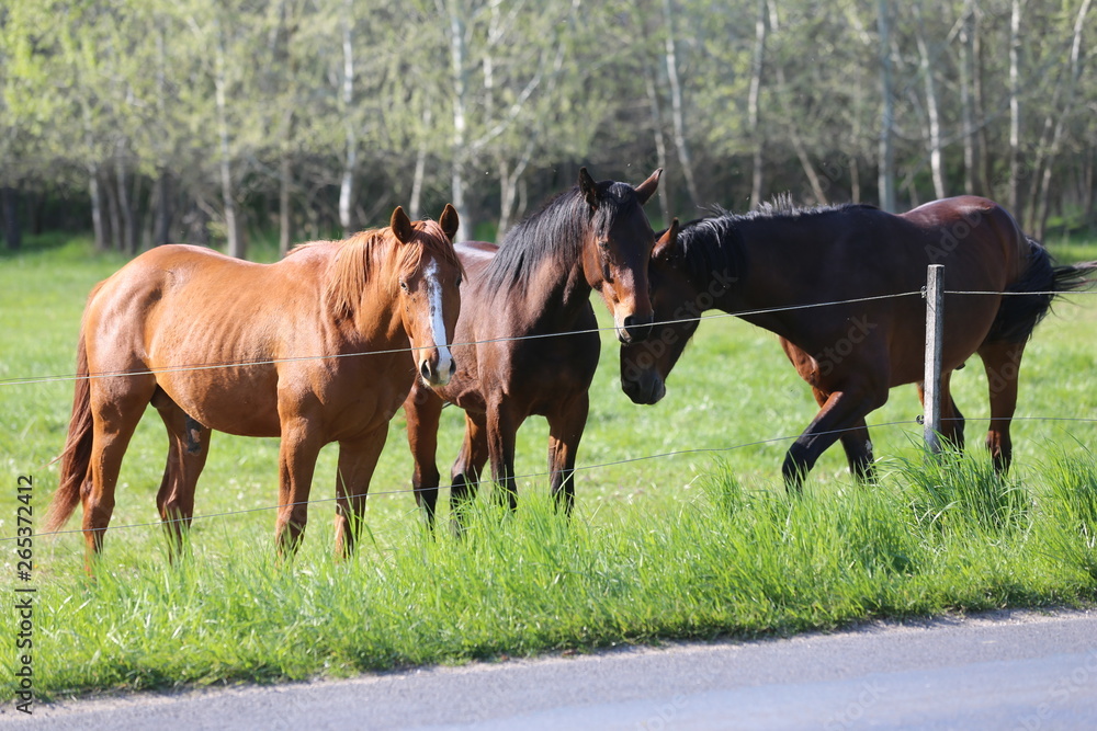 Thoroughbred horses walking and grazing in green meadow in beautiful morning springtime Thoroughbred horses walking and grazing in green meadow in beautiful morning springtime