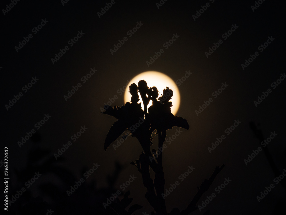 Apple flowers closeup in front for full moon. Flowers and full moon. Treen before full moon. 