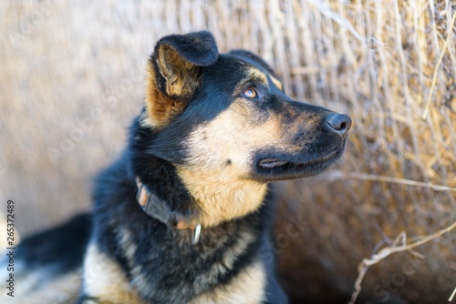 Portrait of a stray dog lying in the shade.