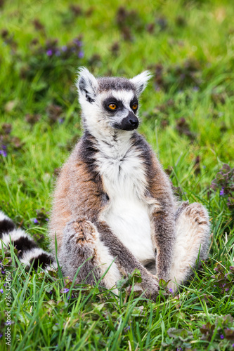 Portrait of a Ring Tailed Lemur as it sits the grass during the spring of 2019 in England. © Jason Wells