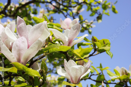 Close-up – view of Beautiful Magnolia Blossom, Greeting the Spring Sun on Clear Blue Sky. Blurred Background with Copy Space. 