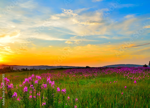 Golden sunset over flowering summer meadow with blossoming pink fireweed flowers