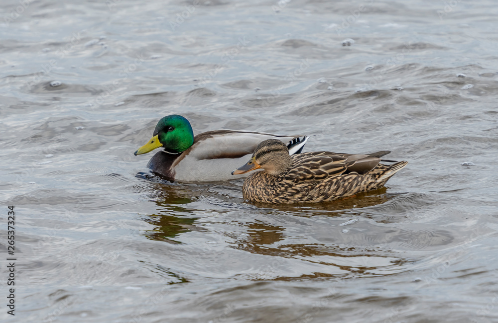 Obraz premium Para kaczek na wodzie