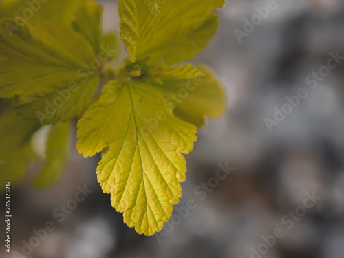 Fresh spring leaves closeup.