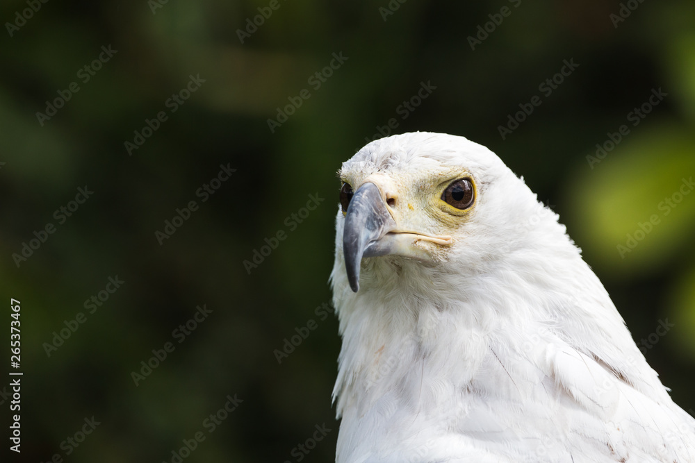 Head shot of an African Fish Eagle captured in the spring of 2019 in England.