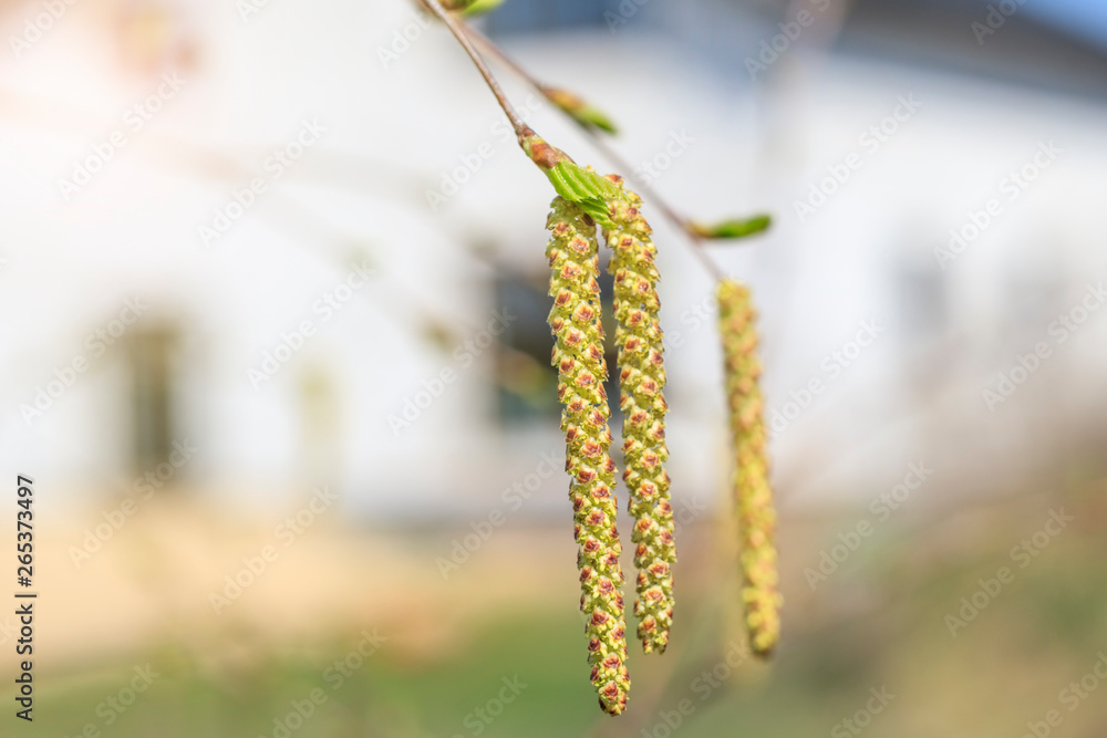 birch branches and earrings in the chamber. no focus in the background is a house. have toning birch branches and earrings in the chamber. no focus in the background is a house. have toning
