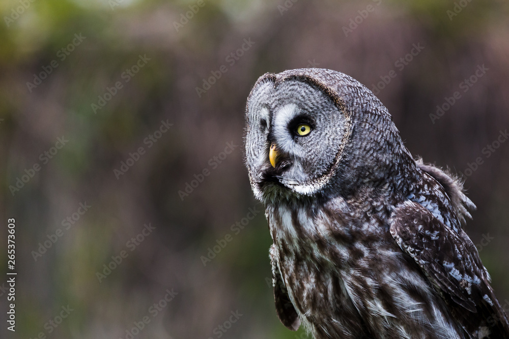 A Great Grey Owl looks into the sky as the wind blows through its feathers in the spring of 2019 (seen in East Anglia, England). A Great Grey Owl looks into the sky as the wind blows through its feathers in the spring of 2019 (seen in East Anglia, England).