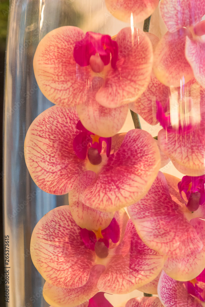 pink orchid in glass container