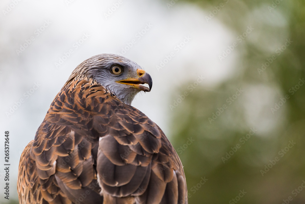 A Harris Hawk looks into the distance s it rests on a post in the spring of 2019 in England. A Harris Hawk looks into the distance s it rests on a post in the spring of 2019 in England.