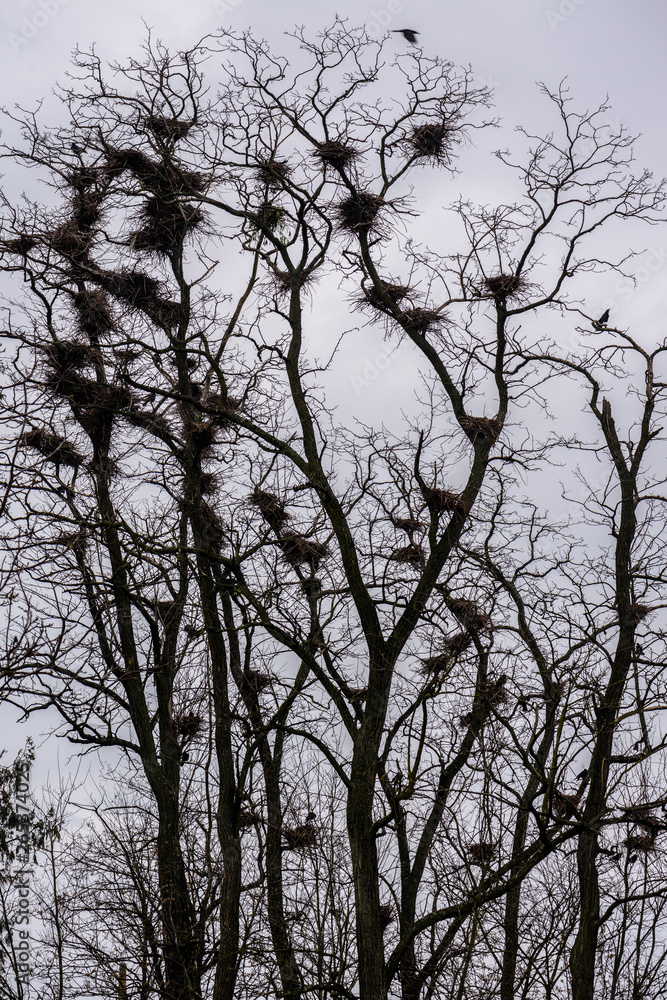 Colony of European Jackdaw Birds. A colony of jackdaw nesting high up in bare treetops against a dark cloudy sky. Colony of European Jackdaw Birds. A colony of jackdaw nesting high up in bare treetops against a dark cloudy sky.