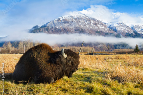 Wood Bison (Bison Bison Athabascae) Bull Rests In A Meadow At The Alaska Wildlife Conservation Center; Portage, Alaska, United States Of America