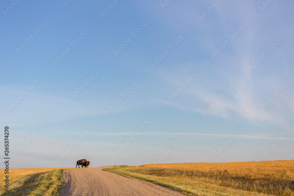 Bison (Bison Bison) Crossing The Dirt Road In Grasslands National Park; Saskatchewan, Canada Bison (Bison Bison) Crossing The Dirt Road In Grasslands National Park; Saskatchewan, Canada