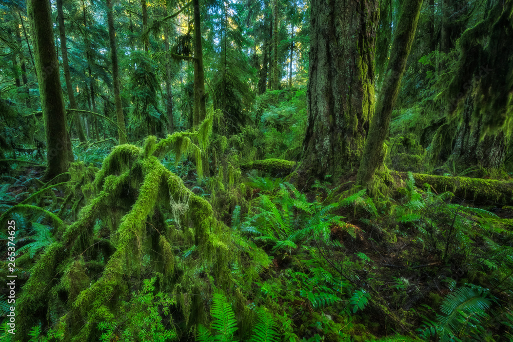 The Lush Rainforest Of Cathedral Grove, Macmillan Provincial Park, Vancouver Island; British Columbia, Canada The Lush Rainforest Of Cathedral Grove, Macmillan Provincial Park, Vancouver Island; British Columbia, Canada