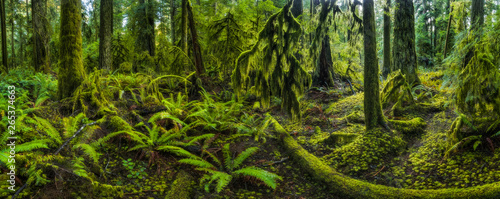 The Lush Rainforest Of Cathedral Grove, Macmillan Provincial Park, Vancouver Island; British Columbia, Canada photo
