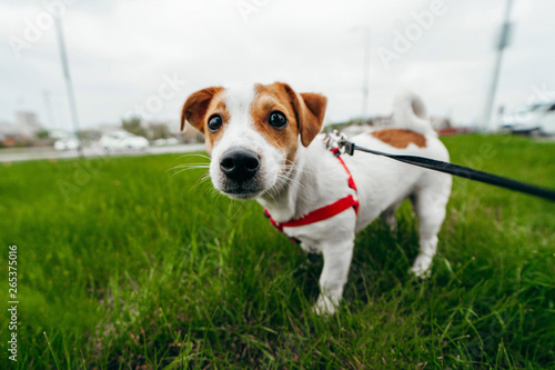 Jack Russell Terrier playing outside smiles