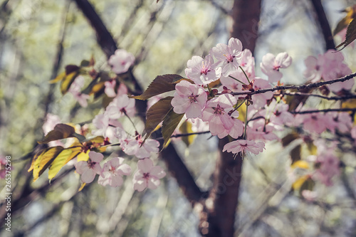 Close-up of early blooming Cerasus lannesiana 'Kawazu-zakura' photo