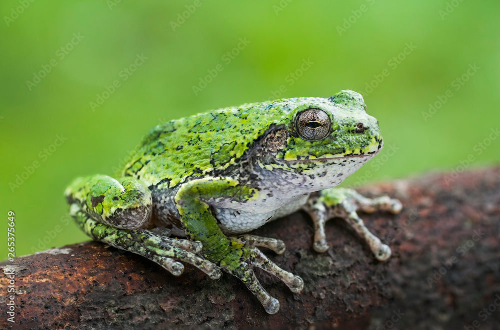 Common Gray Treefrog (Hyla versicolor) sitting on a log; Ontario, Canada Common Gray Treefrog (Hyla versicolor) sitting on a log; Ontario, Canada