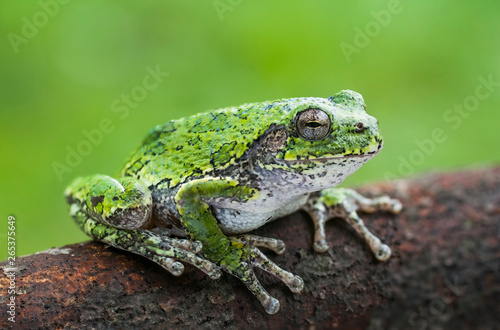Common Gray Treefrog (Hyla versicolor) sitting on a log; Ontario, Canada photo