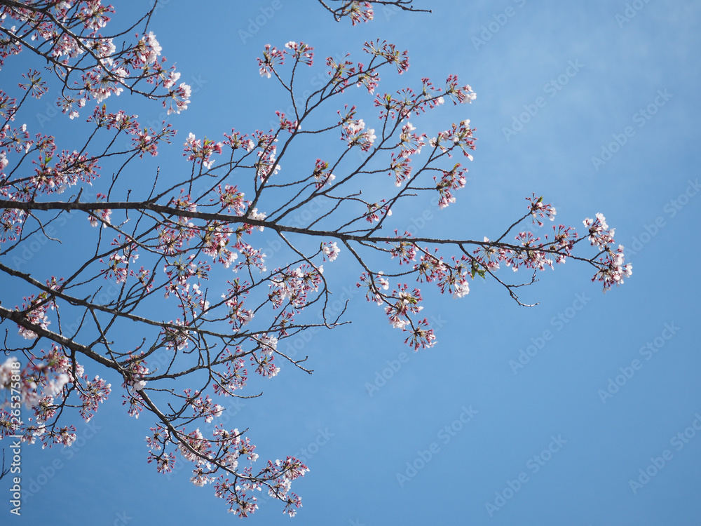 Cherry blossom branch with blue sky. Cherry blossom branch with blue sky.
