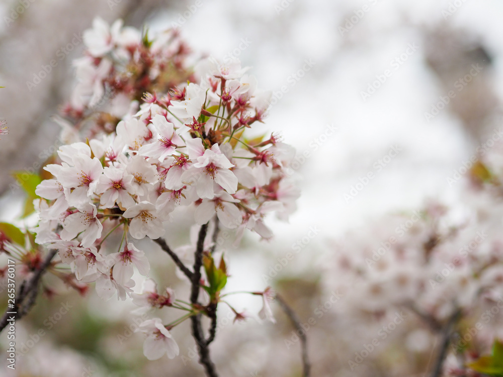 The full blooming cherry blossom in the park. The full blooming cherry blossom in the park.