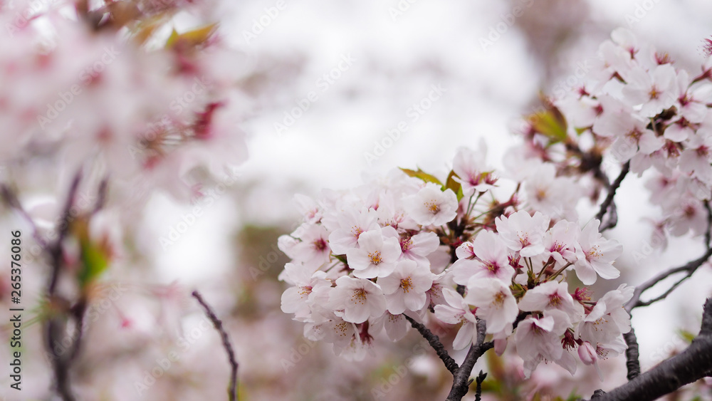 The full blooming cherry blossom in the park.