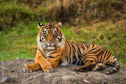 Sumatran Tiger (panthera tigris sumatrae) in captivity lying down and looking at the camera; Washington, United States of America photo