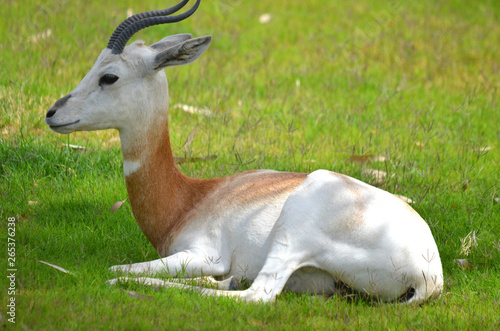 Canvas Print The dama gazelle, addra gazelle, or mhorr gazelle (Nanger dama, formerly Gazella dama)