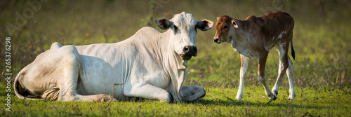 Khillari cattle (Bos indicus) cow and calf looking towards camera, Pantanal; Mato Grosso do Sul, Brazil photo