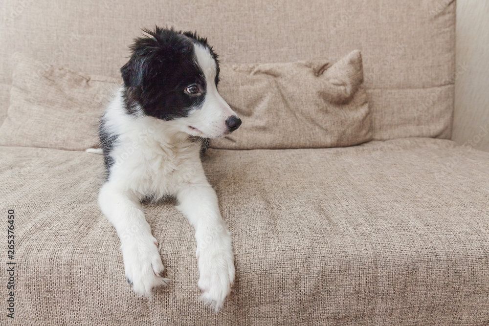 Funny portrait of cute smilling puppy dog border collie on couch. New lovely member of family little dog at home gazing and waiting. Pet care and animals concept Funny portrait of cute smilling puppy dog border collie on couch. New lovely member of family little dog at home gazing and waiting. Pet care and animals concept