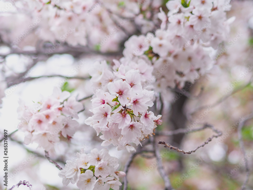 The full blooming cherry blossom in the park.