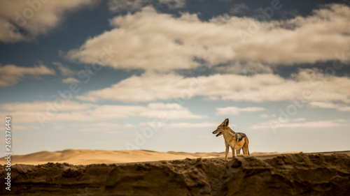 Black-Backed Jackal (Canis mesomelas) in the desert of Namibia; Swakopmund, Erongo Region, Namibia photo