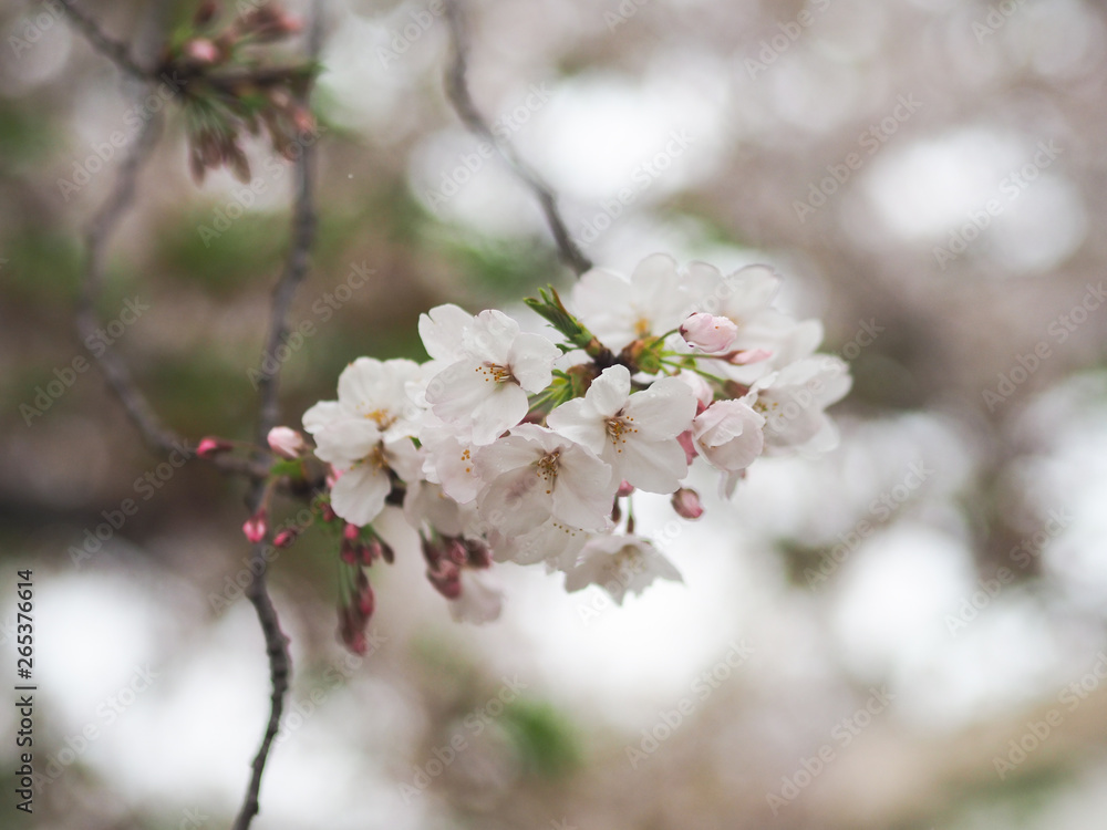 The full blooming cherry blossom in the park. The full blooming cherry blossom in the park.