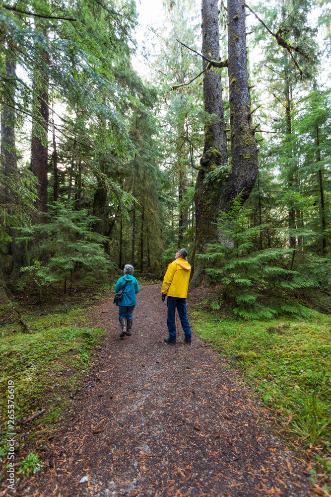 A senior couple walking on Golden Spruce Trail in an old growth forest; Port Clement, Haida Gwaii, British Columbia, Canada A senior couple walking on Golden Spruce Trail in an old growth forest; Port Clement, Haida Gwaii, British Columbia, Canada