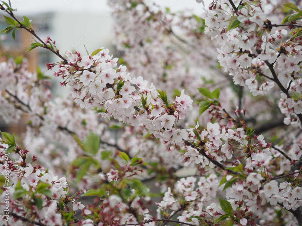 The full blooming cherry blossom in the park. The full blooming cherry blossom in the park.
