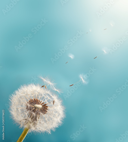 Dandelion with seeds flying into the sky. Macro Photo