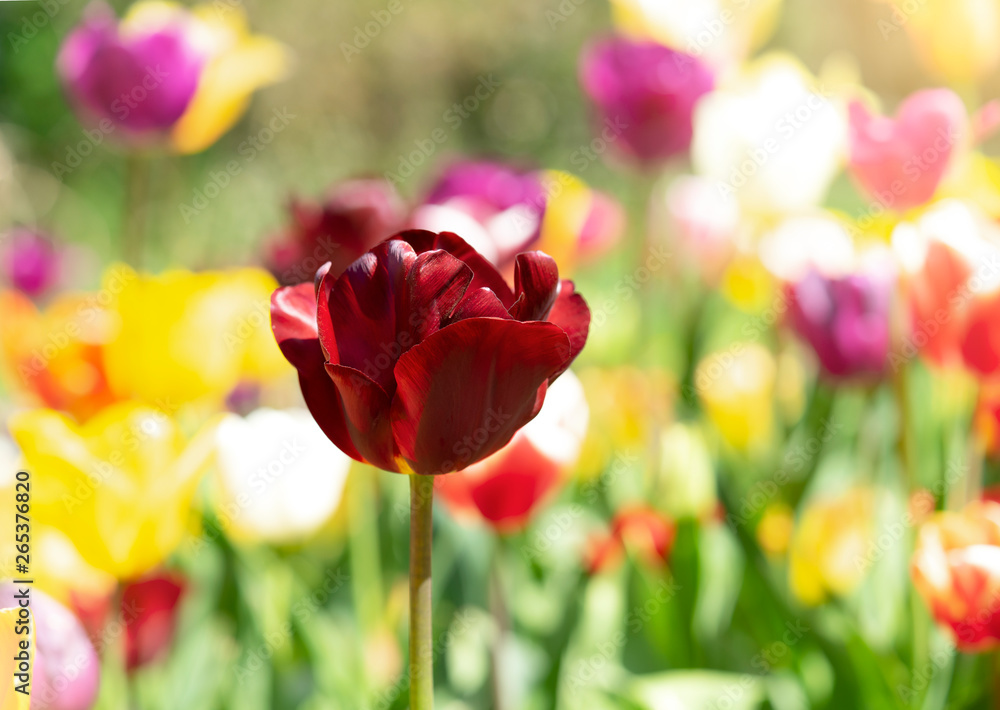 Yellow tulips in the English Garden in sunny day on spring at England