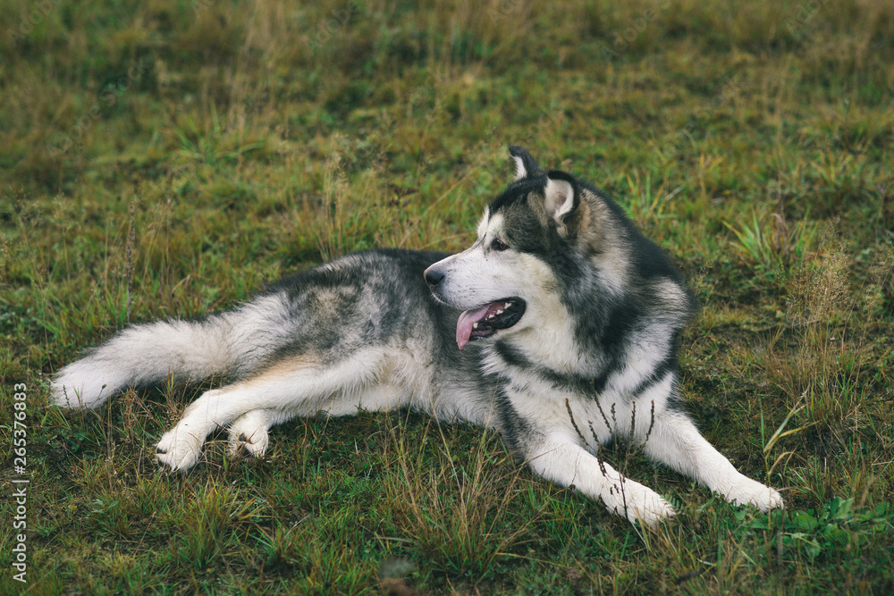 Close up big brown white purebred majestic Alaskan Alaska Malamute dog pet lies on the empty field green park