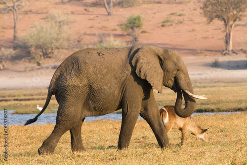 Afrikanischer Elefant