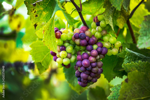 Wallpaper Mural Close-up of a mix of ripe and unripe clusters of grapes hanging from the vine; Caldaro, Bolzano, Italy Torontodigital.ca