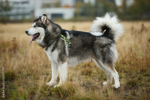 Big brown white purebred majestic Alaskan Alaska Malamute dog on the empty field in summer park