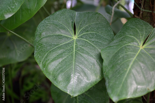 Thick juicy leaf of a large green plant