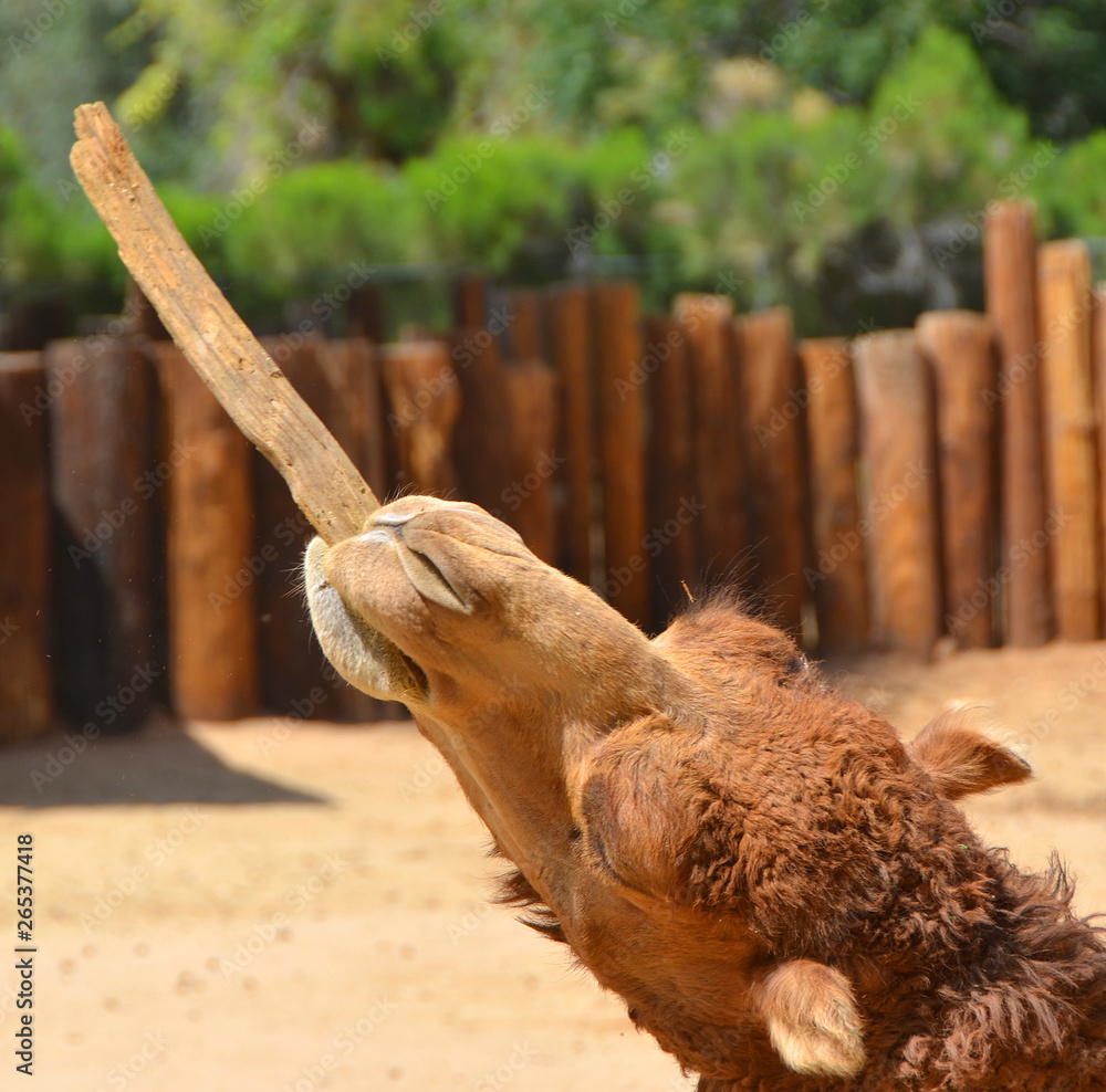 Camel is an ungulate within the genus Camelus, bearing distinctive