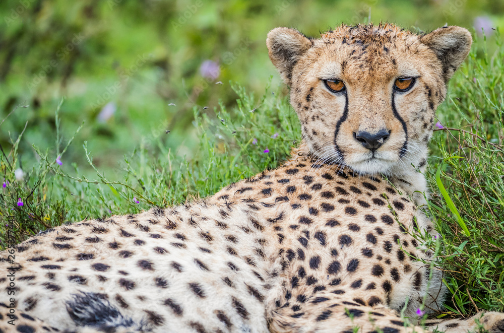 Cheetah (Acinonyx jubatus); Ndutu, Tanzania Cheetah (Acinonyx jubatus); Ndutu, Tanzania