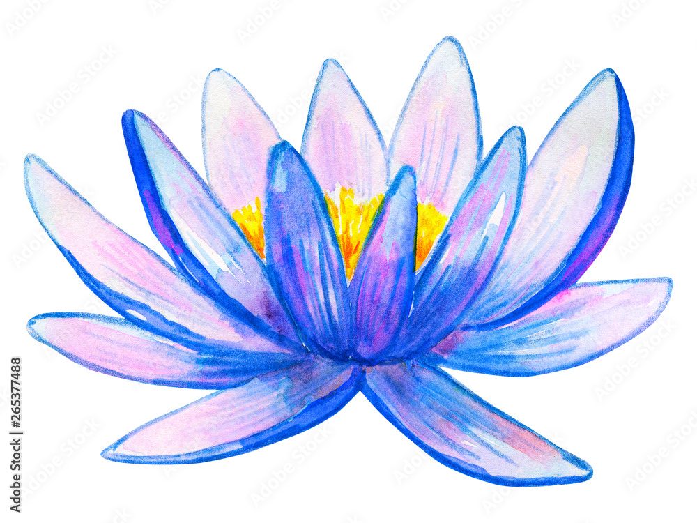 Blue pink water lily. Hand drawn watercolor illustration. Isolated on white background.