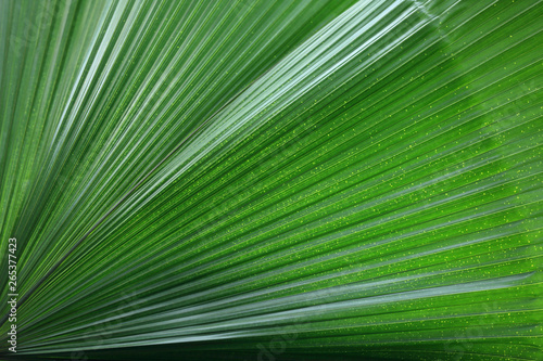 Thick juicy leaf of a large green plant © ironstuffy